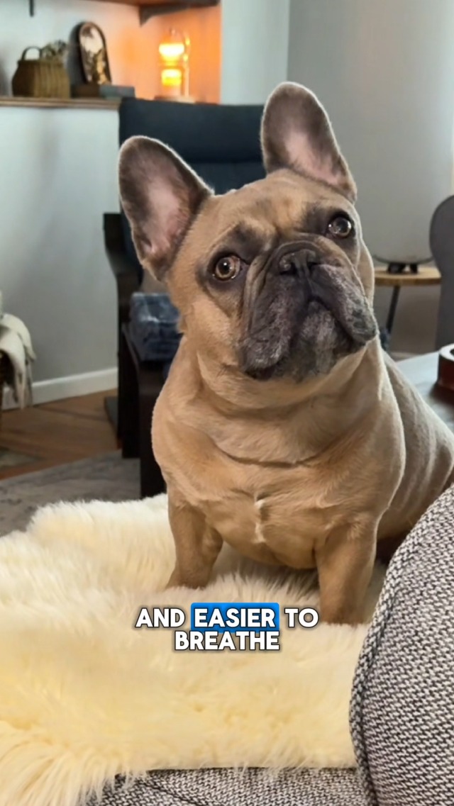 Amazon.com: Airdog X5 Pet Air Purifier – TPA Technology Up